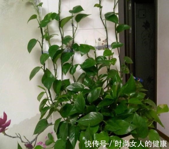别再养绿萝、吊兰了,换上3种盆栽,既能观叶赏花又有益健康!