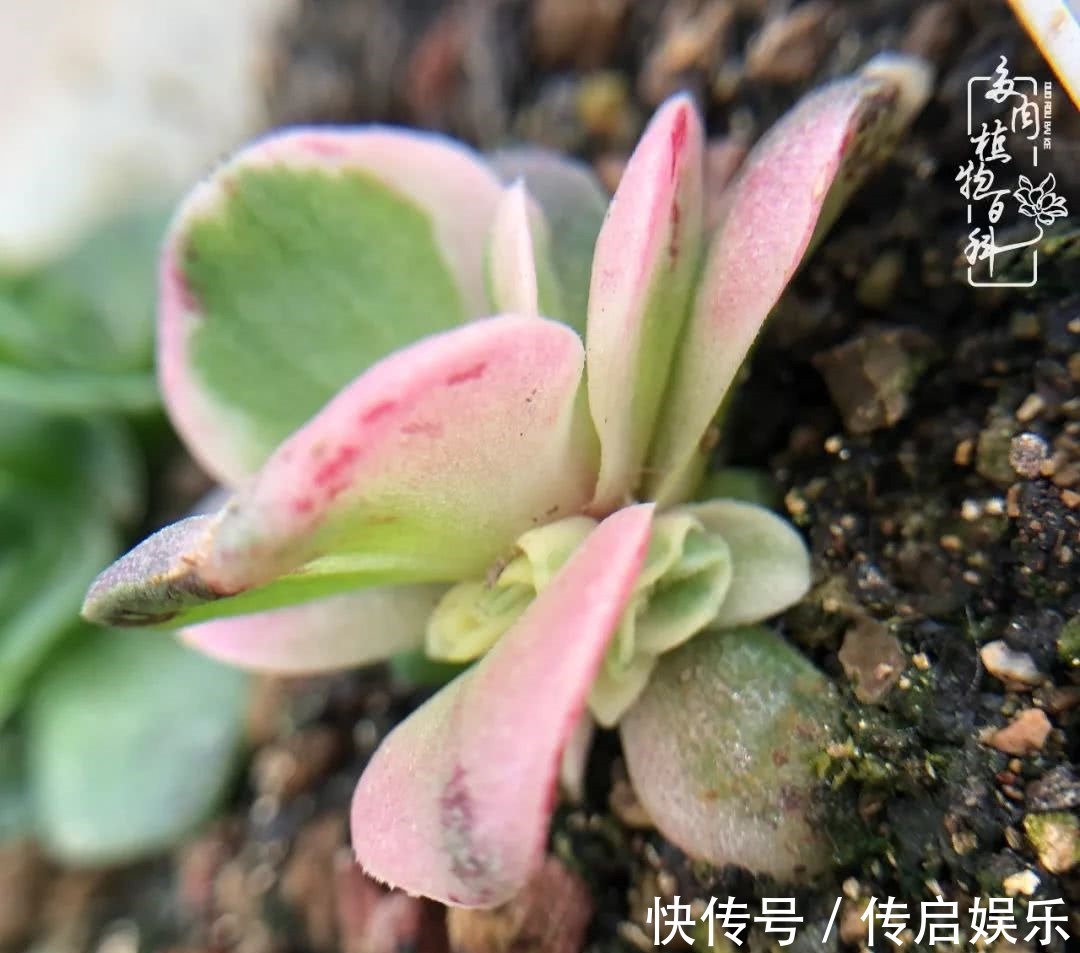 科普“山地玫瑰锦”万中无一,仙气缭绕!附养护知识!