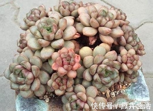 这样的操作多做几次，半年快速养成多肉老桩！