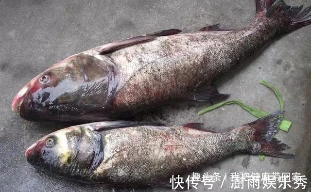 3种鱼含有大量的甲醛、重金属，自家餐桌上，尽量少出现