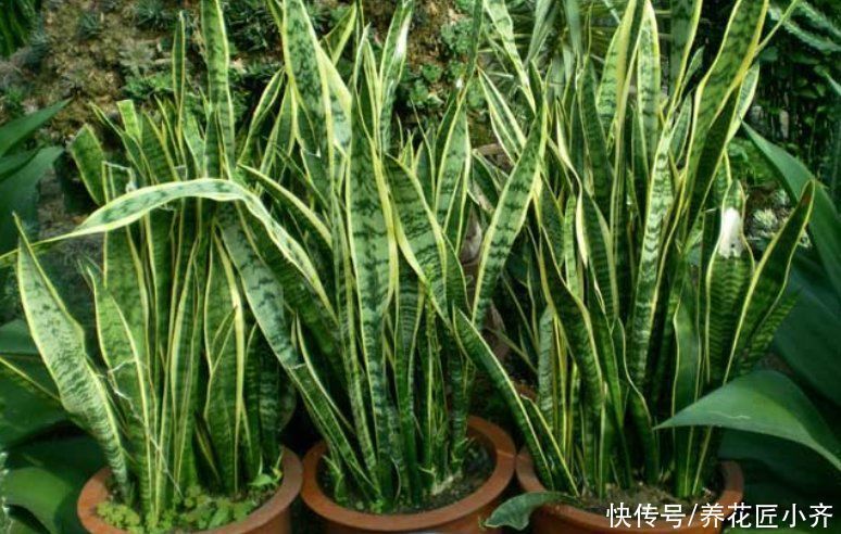 栽培|喜欢养虎皮兰,教你3种虎皮兰繁殖方法,学会一种就能变“大户”