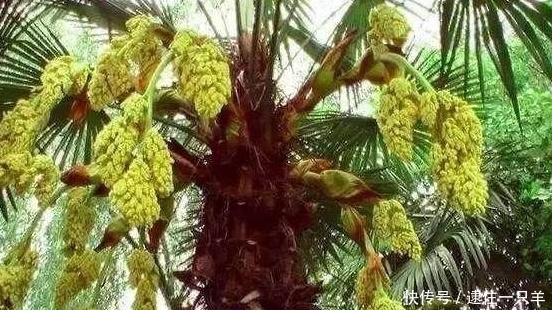 植物|这种植物开花就像鱼子酱一样,因为它天生地养,在农村也非常难得