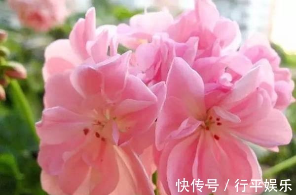 玫瑰|阳台养这1种花卉，一年四季都很勤劳地开花，和“玫瑰”一样美丽