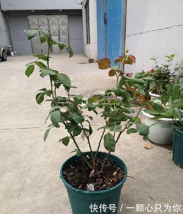 盆栽月季如何修剪?记住2点,更勤花,花型标准又漂亮