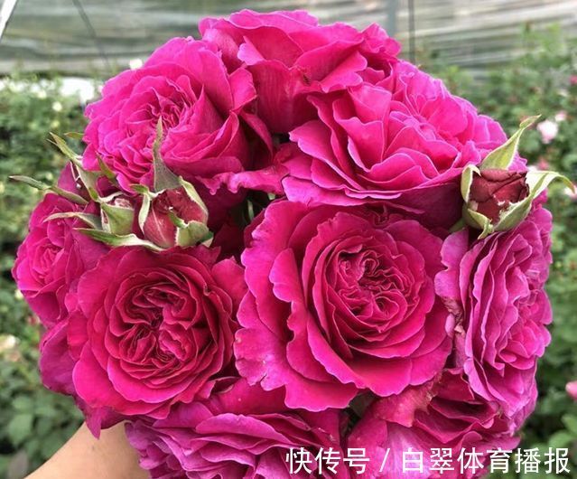 “高端玫瑰”女人香气,丰腴婀娜,花色艳丽,可以说养花必备