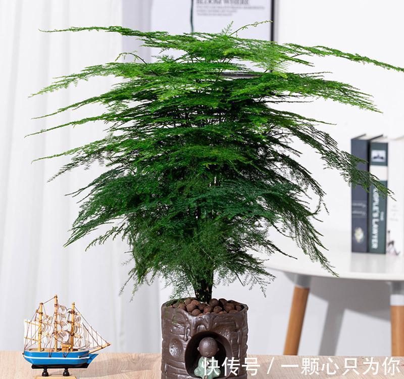 室内养一盆文竹,四季常青有活力