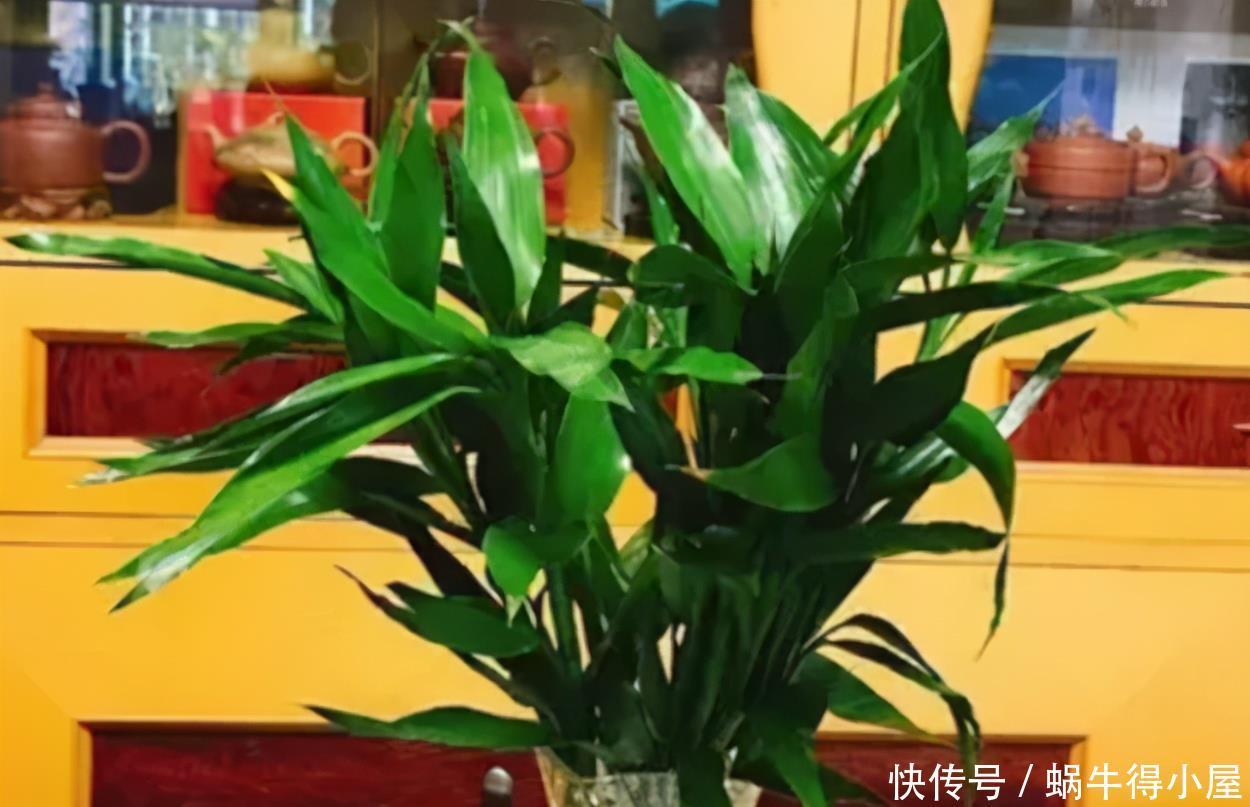 春天水养富贵竹,黄叶不要放“铁钉”,解决黄叶问题只需简单三步