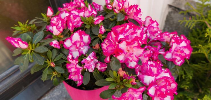 喷洒|怎么用“催花神器”磷酸二氢钾?