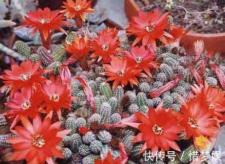 浇灌|园艺师教你,给“仙人球”把水浇对了,蹭蹭冒小球,开花100朵