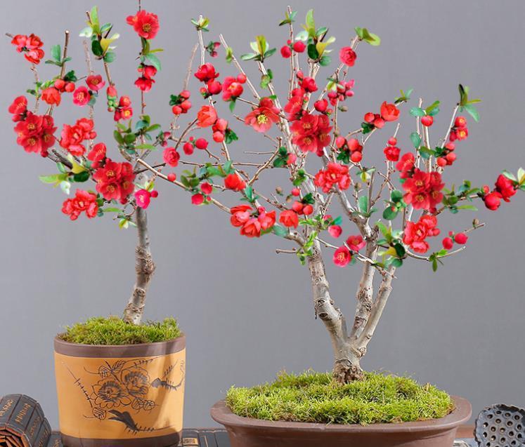 被误认为是日本海棠花 其实是我国特有品种 民间称 红宝石 粉紫色 被误认为是日本海棠花 其实是我国特有品种 民间称 红宝石 粉紫色