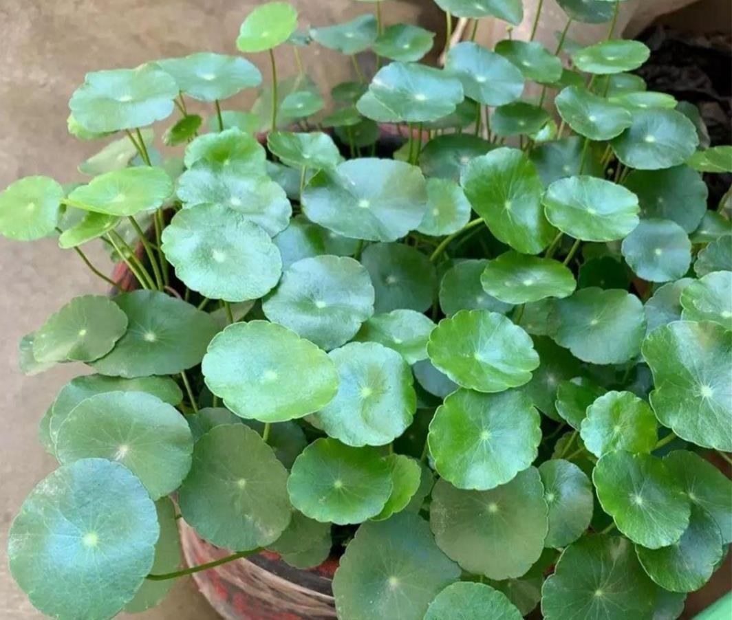 酢浆草|4种普通的小植物,挖回来做成“小盆景”,摆在桌面上清新自然