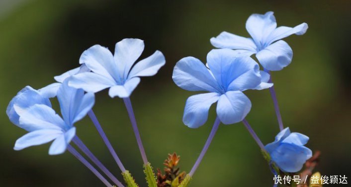 喜欢养花,就养这4种花,剪得越”狠“长得越多,香气”飘满屋“