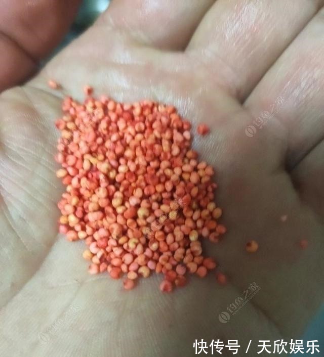 向高龄钓友请教的“摇三摇”钓法,毫无保留的分享给大家