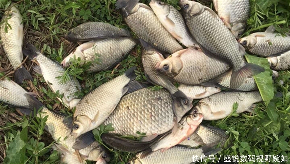 铅坠|夏季到小鱼闹,初夏野钓大鲫鱼,试试这些钓法,很适合小中取大!