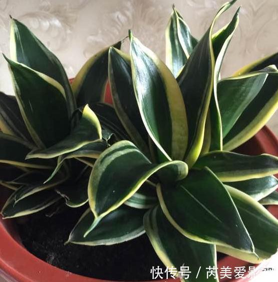 家里养花用它们做肥料，既能个个长爆盆，还能省下不少买肥钱