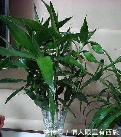 家里有养6种花,不要傻傻拿去晒太阳,一晒就出问题