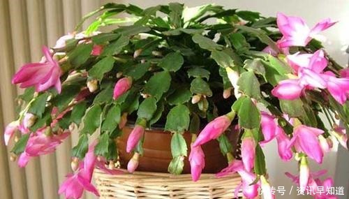3种花,有个阳台就能养,盆越小开花越多,轻松开成花园
