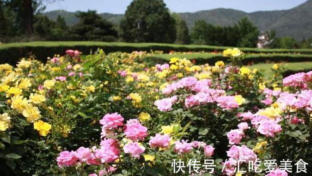 知识|月季花的种植和修剪你做好了吗，来了解比黄金还贵的知识