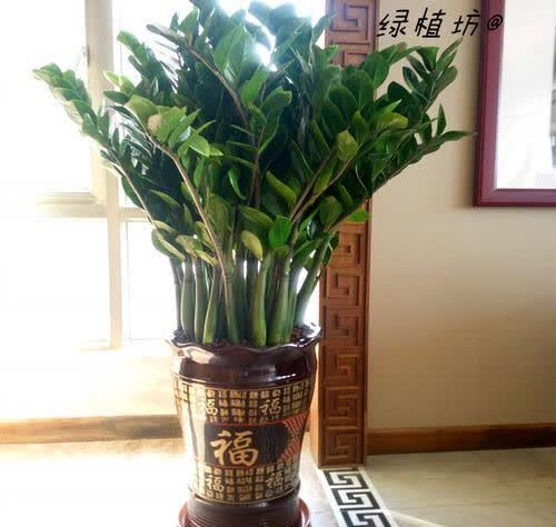 20种吉利大盆栽，客厅放一盆，吸收废气去异味，寓意好更养人
