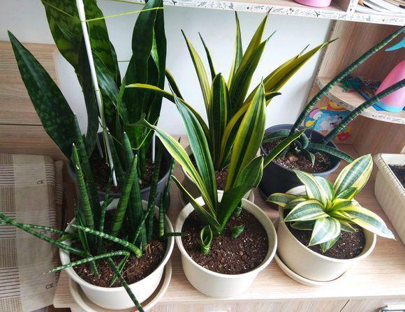 2种“花”,卧室养2盆,“病菌”都远离,关键好养,浇水就能长