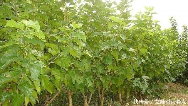 农村俗语“前不栽杨,后不栽柳,门前不种拍搭手”为什么这么说?