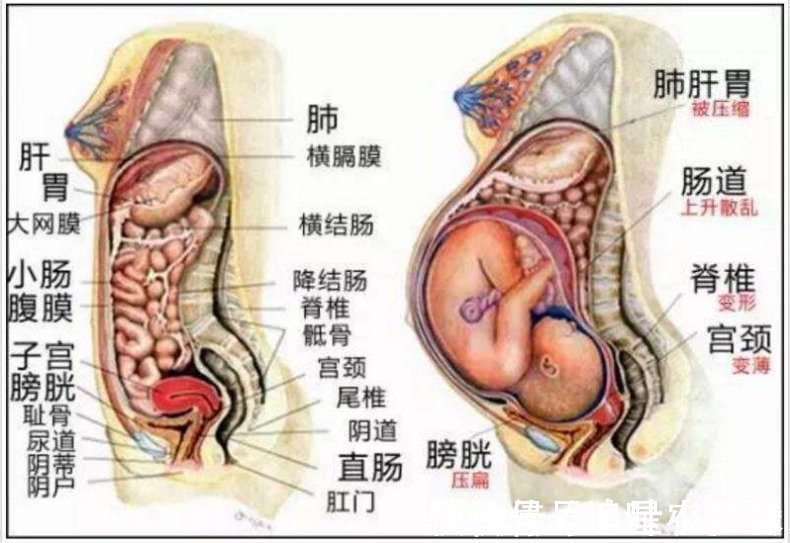 尿频|孕妇的“肚量”有多大一张图告诉你答案孕妇的内脏都被挤没了