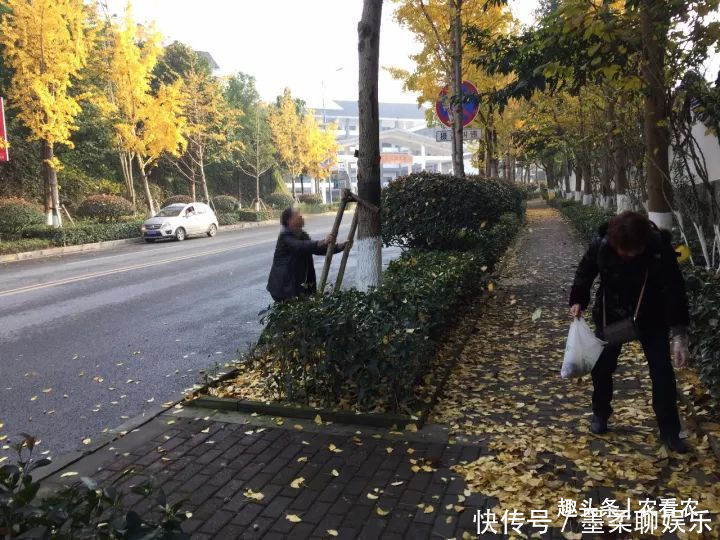 果子|城里掉落一地没人要，农村大妈抢着捡，味道很臭，却说是美味