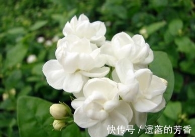 施肥|农历十月十八小雪后，养什么花？家里养3种花，花香四溢长长久久