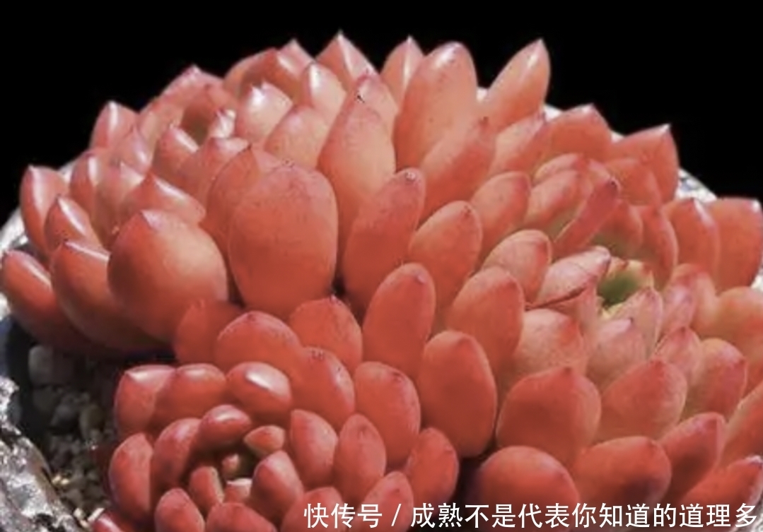 4种上色很红的多肉,冬天养殖好看,又能喜庆迎新春