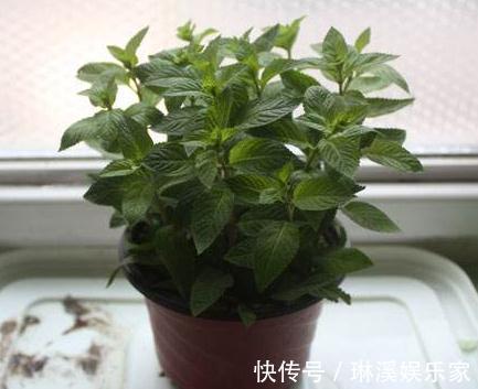 花朵|“3种花”一浇水就能活,客厅养一盆,花朵一开就成“瀑布”