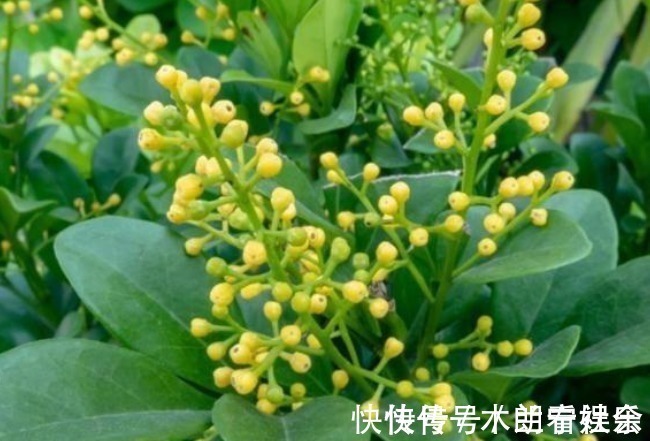 通通风|吸臭强性强的4种花,有洁癖一定要养,效果不仅明显还省事!