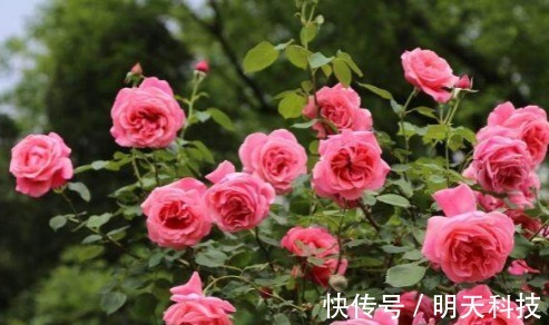 八种开花植物,好看还好养,养在家中,花开爆满阳台,好看极了!