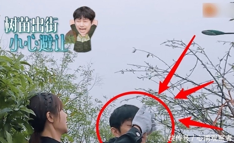 节目 何炅差点被树苗刮到脸,看到杨紫的下意识反应,难怪她人缘这么好