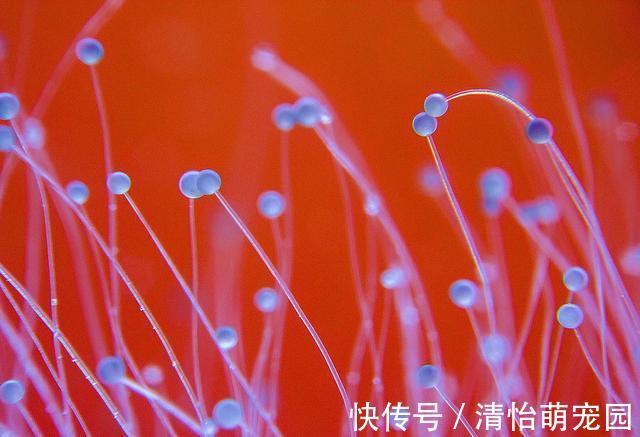 oppo|微观世界有多神奇？在肉眼不可见的景色里，竟然藏着另一个春天