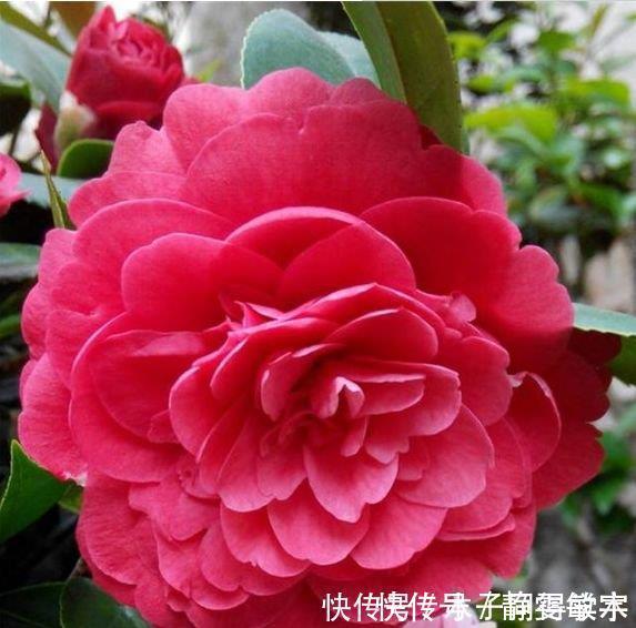 茶花|4种花养家里，沾土就活，开花又大又艳，比牡丹美