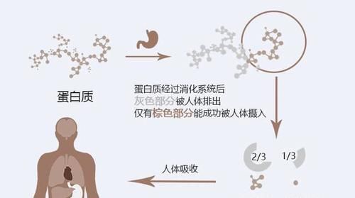 优质蛋白|你的身体，一旦出现这“5个”现象，是提醒你需要补充蛋白质了