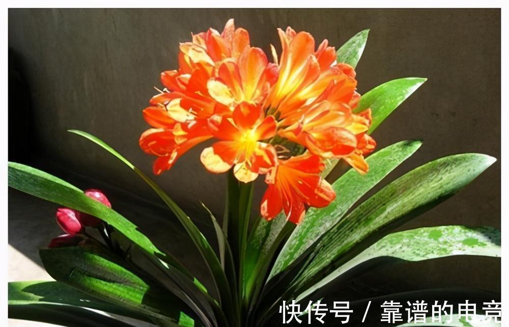 家中君子兰不开花,直接喂点药,立马变旺盛,花开停不下来