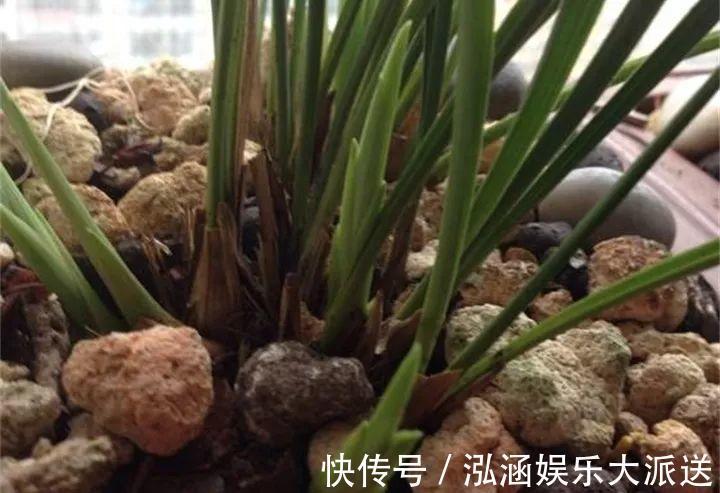 浇花|营养水家家都能做，不花一分钱，给花浇点就爆盆！