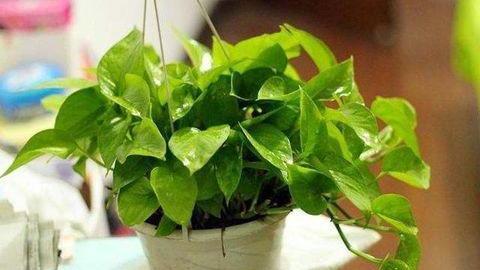 肥料|“这种水”别倒掉,绿萝最爱喝,一月浇两次,叶片从来不发黄
