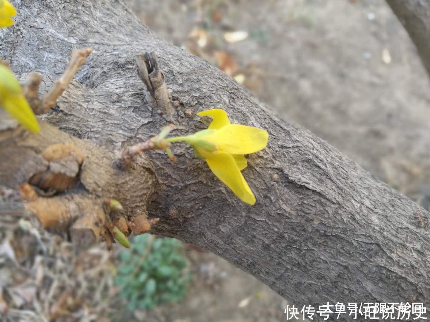 最好的一首迎春花古诗词,迎春使者之名实至名归