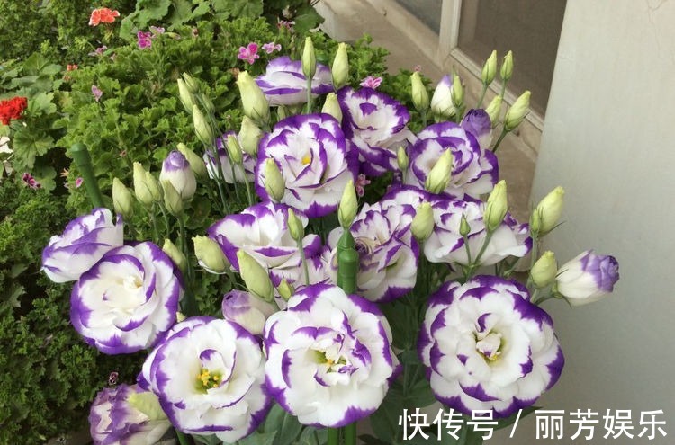 “高端名花”女人香气,姿容高雅,娇嫩柔和,实属养花首选