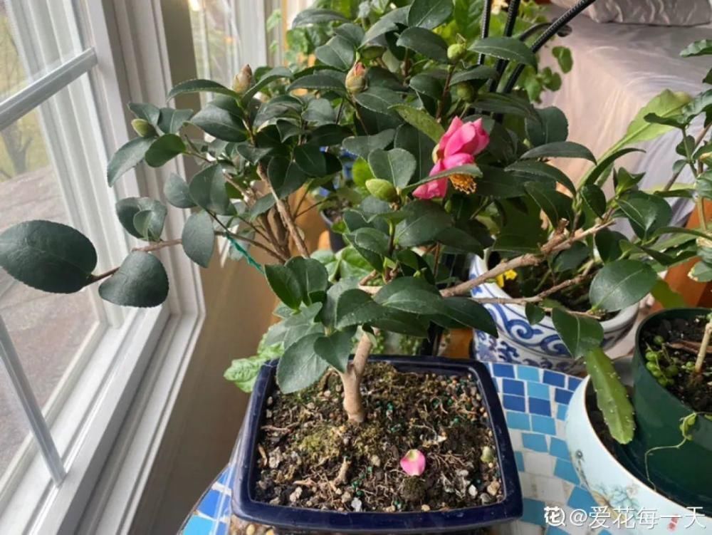 休眠|9种花,必须低温春化,冻满1个月以上才行!