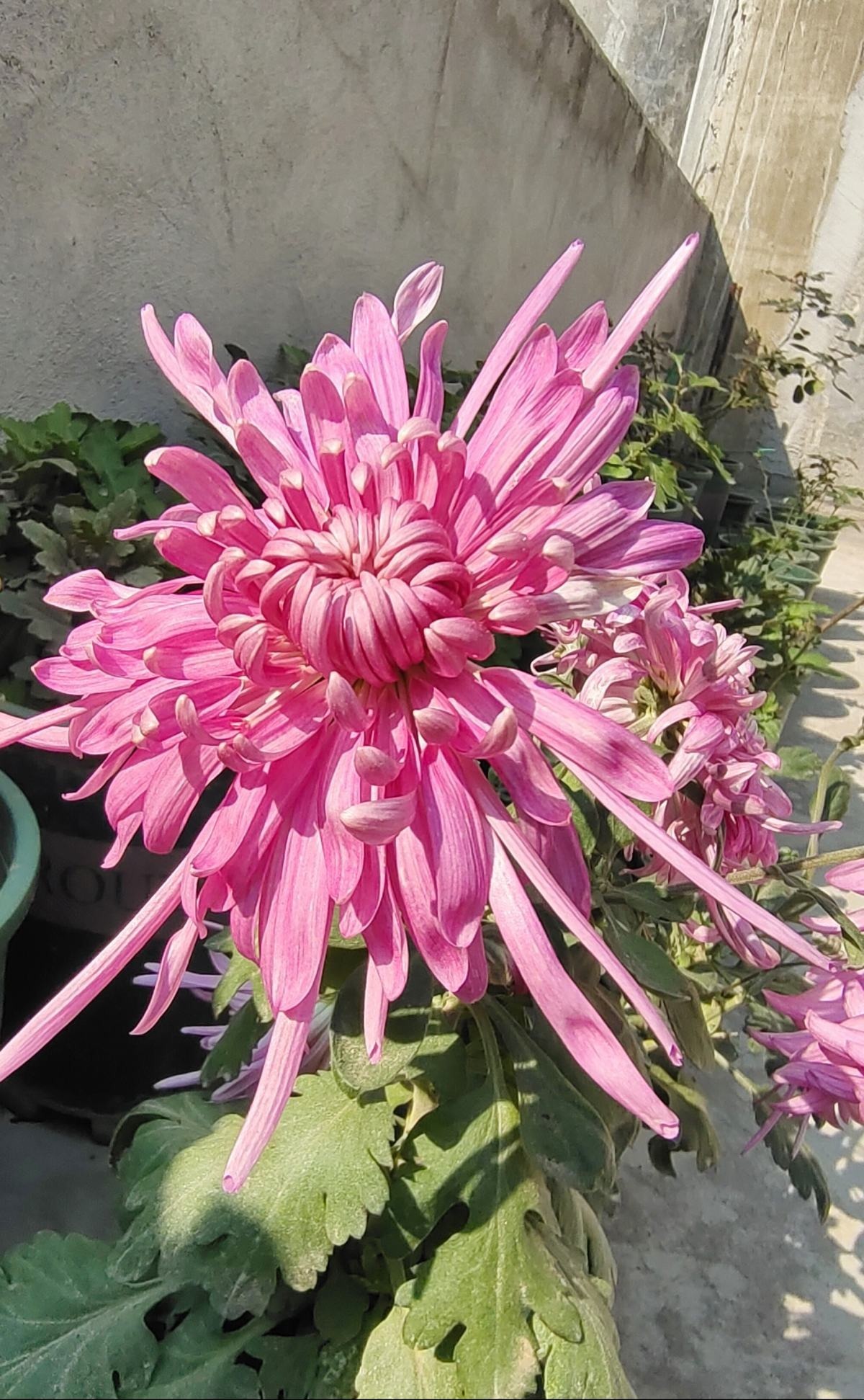 古人喜欢的花，一直传承至今，每一种都超有气质