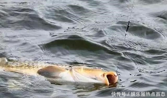 饵料|一半钓鱼人还不知，秋钓出现这3种情况，说明找底出了问题！