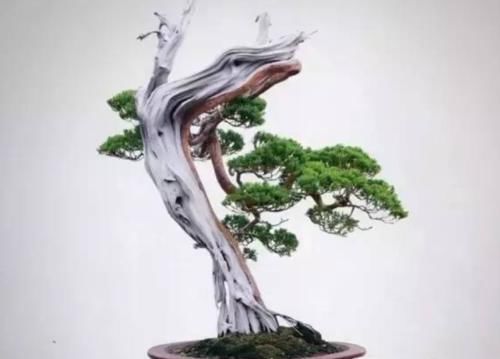 过时|有情怀的人,家里少不了3种盆景,养30年不过时