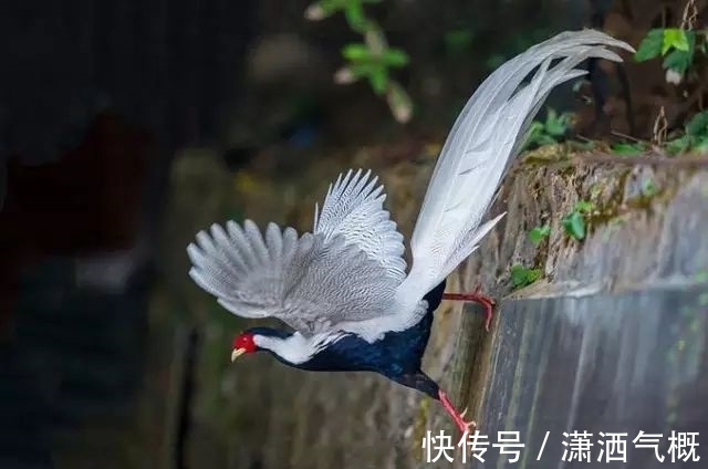白鹇|白鹇鸡!太美了!