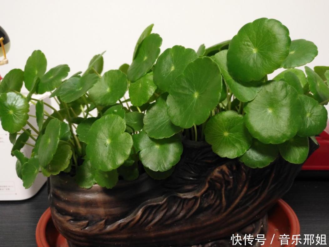 3种花最喜欢水,天天浇也没事,新手养一月花开满盆