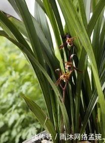 兰花|如何养护墨兰花吗?快来学习一些墨兰的养护技巧吧