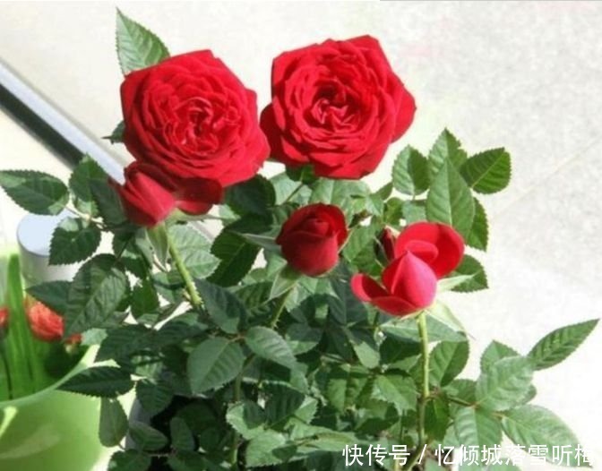 庭院|家里有庭院,最适合养3种花,开出的花朵鲜艳无比,非常的迷人