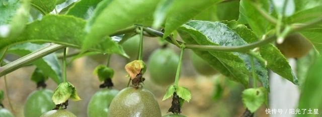 1根枝条插盆里,生根很快,1年结果,水果多到吃不完!